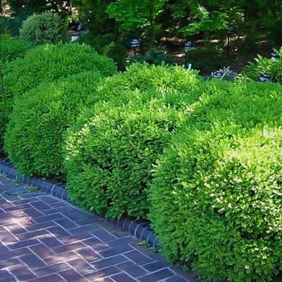 Buxus 'Franklin's Gem' 1G