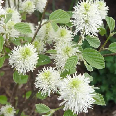Fothergilla 'Mt. Airy' 3G