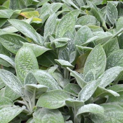 Stachys byzantina 'Helen Von Stein' 1 QT