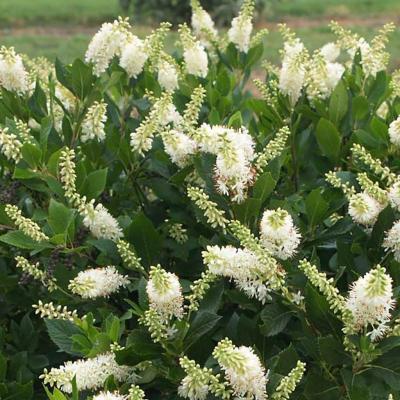 Clethra alnifolia 'Sugartina Crystalina' White 3G