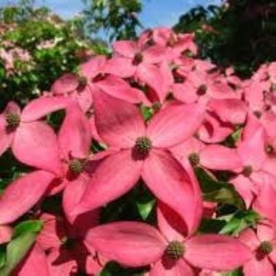 Cornus kousa 'Scarlet Fire' 10G