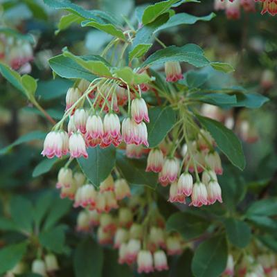 Enkianthus campanulatus 'Red Bells' White W/ Magenta Edges 3G