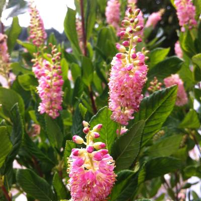 Clethra alnifolia 'Ruby Spice' Pink 3G