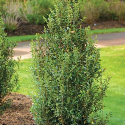 Ilex crenata 'Sky Box' 3G