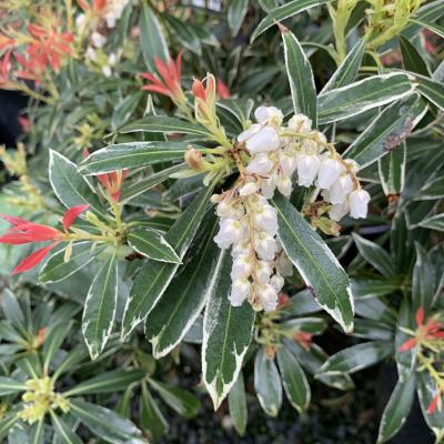 Pieris japonica 'Flaming Silver' Pink Foliage 3G 15-18"