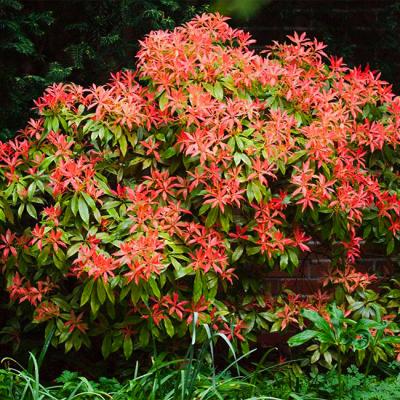 Pieris japonica 'Mountain Fire' Bright Red Foliage 2.5G 10"-12"