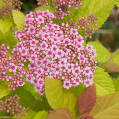 Spiraea 'Double Play Big Bang' 1.5G
