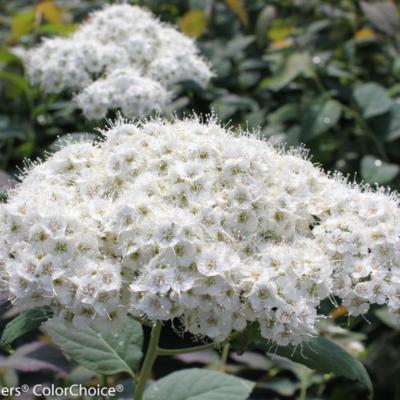 Spiraea 'Double Play Blue Kazoo' 3G