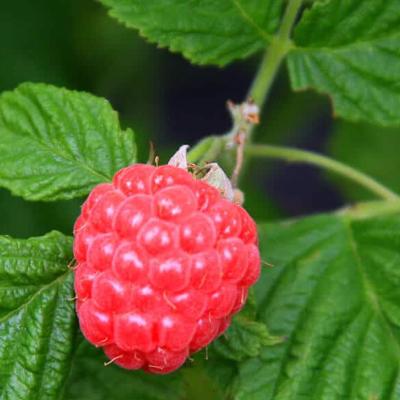 Rubus 'Raspberry Shortcake' 1.5G BB