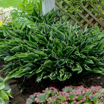 Hosta 'Praying Hands' Dark Green 1G