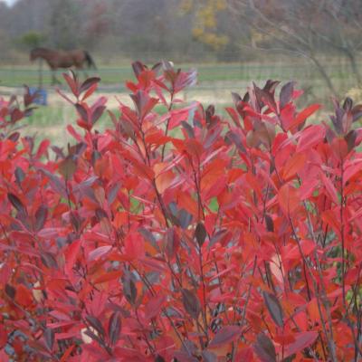 Aronia arbutifolia 'Brilliantissima' 1G