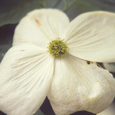Cornus x 'Venus' 3G