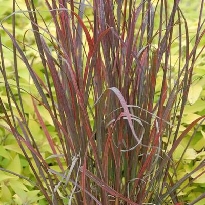 Andropogon gerardii 'Rain Dance' 2G