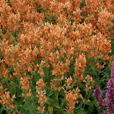 Agastache 'Poquito Orange' Bright Orange 1G
