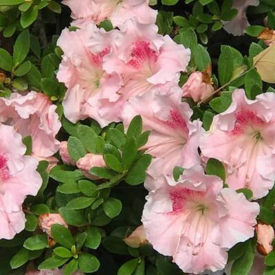 Azalea 'Gumpo Pink' Pink 2G