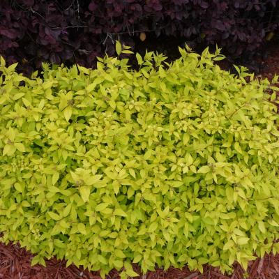 Spiraea 'Gold Mound' 3G
