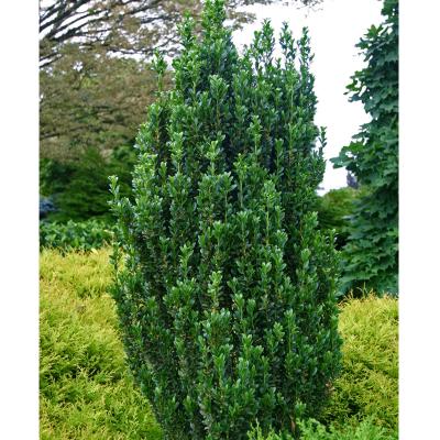 Ilex crenata 'Sky Pencil' 2G