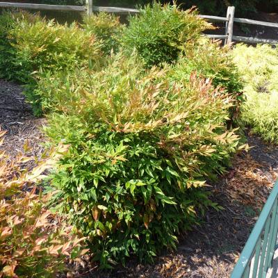 Nandina domestica 'Gulf Stream' 2G