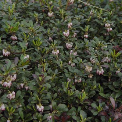 Arctostaphylos uva-ursi 'Massachusetts' 1G