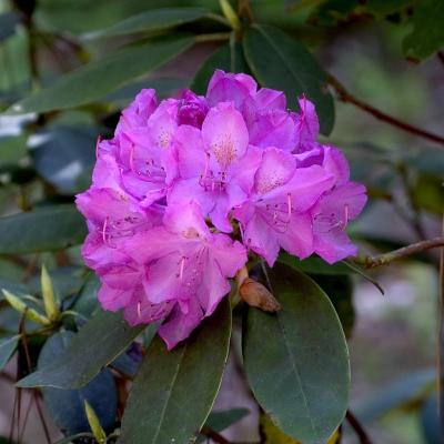 Rhododendron 'Roseum Elegans' Rose-Lilac 2G