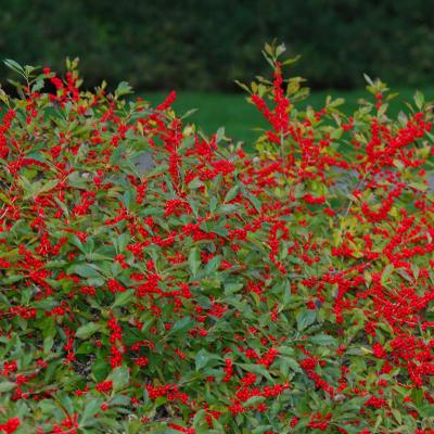 Ilex verticillata 'Red Sprite' Pairs With "Jim Dandy" 2G