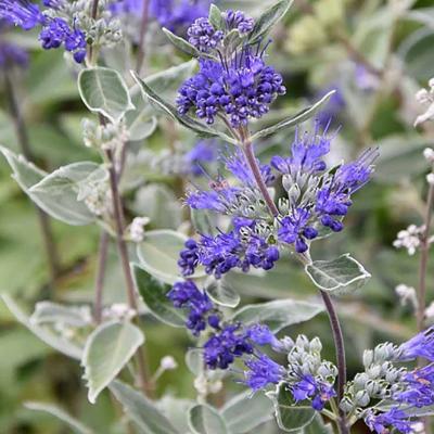 Caryopteris 'Dark Knight' Dark Blue 2G