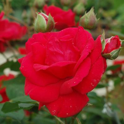 Rosa 'Blaze' Red 3G