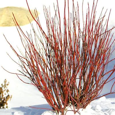 Cornus stolonifera 'Arctic Fire' 2G PW