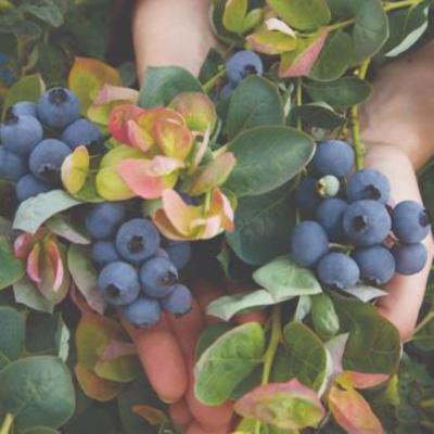 Vaccinium corymbosum 'Peach Sorbet' 2G BB