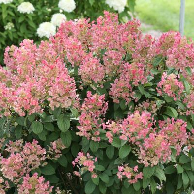 Hydrangea paniculata 'Little Quick Fire' White To Pink 2G PW