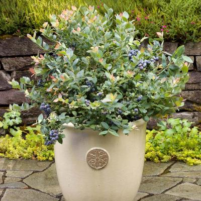 Vaccinium corymbosum 'Pink Icing' 2G BB