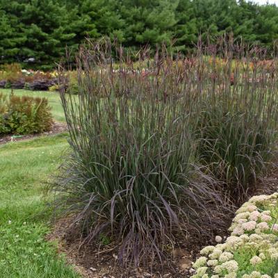 Andropogon gerardii 'Blackhawks' 1G