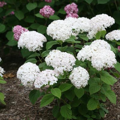 Hydrangea arborescens 'Invincibelle Wee White' White 2G PW