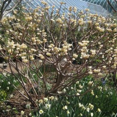 Edgeworthia chrysantha Yellow/White 3G