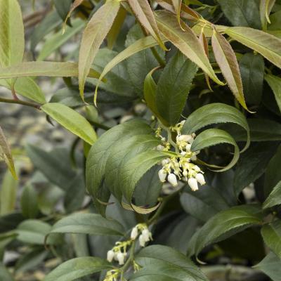 Leucothoe axillaris 'Rejoyce' 2G