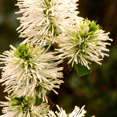 Fothergilla gardenii 3G