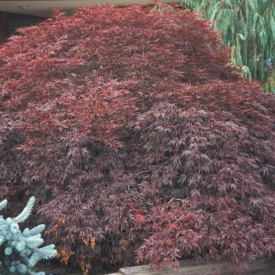 Acer palmatum 'Tamukeyama' 3G