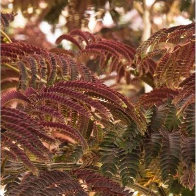 Albizia julibrissin 'Summer Chocolate' 7G