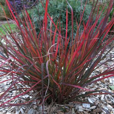Andropogon gerardii 'Red October' 1G