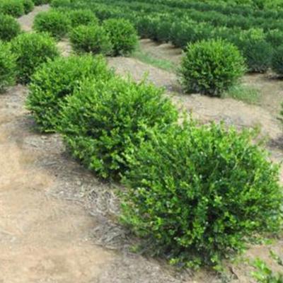 Buxus 'Marshall's #2' 3G