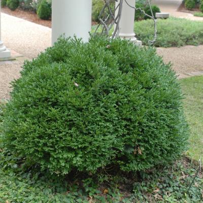 Buxus 'Green Velvet' 1G