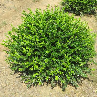 Buxus 'Winter Gem' 2G