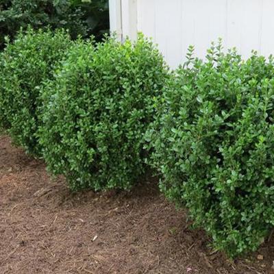 Buxus 'Newgen Freedom' 2G