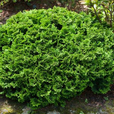 Chamaecyparis obtusa 'Nana' 6/7G