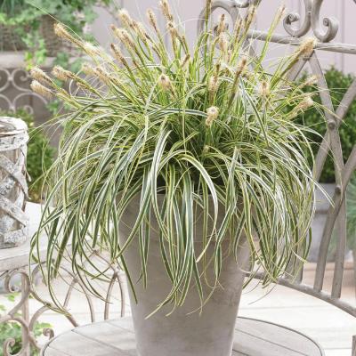 Carex oshimensis 'Feather Falls' 1G