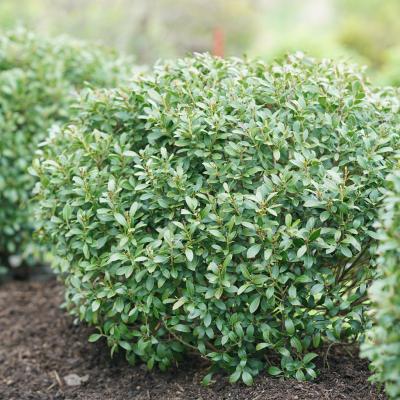 Ilex glabra 'Strongbox' 3G PW