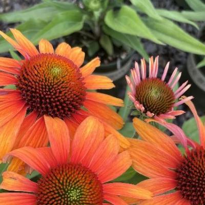 Echinacea 'Prima Tiger' Orange And Red 1G