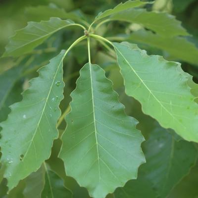 Quercus muehlenbergii 7G