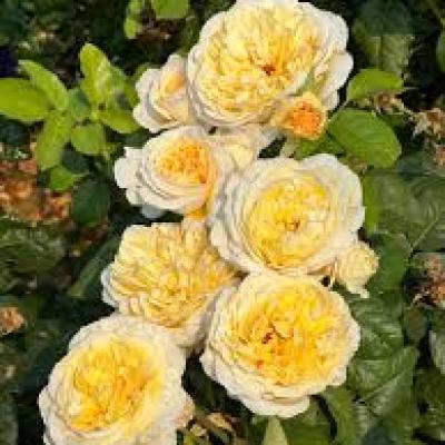 Rosa 'Moonlight Romantica' Light Yellow 2G