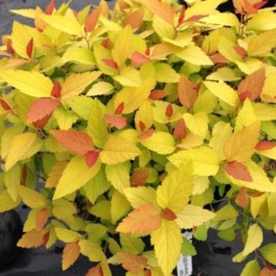 Spiraea 'Double Play Candy Corn' Pink 1.5G